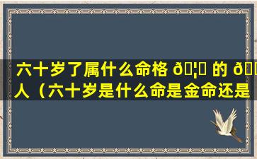 六十岁了属什么命格 🦟 的 🐶 人（六十岁是什么命是金命还是木命）